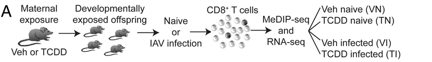 CD8+ cells