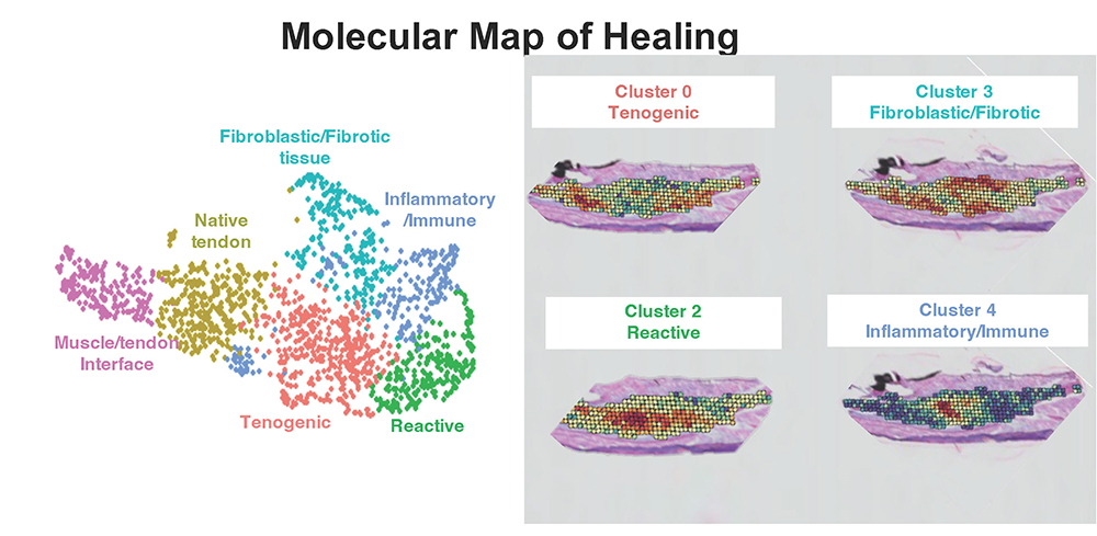Molecular Map of Healing