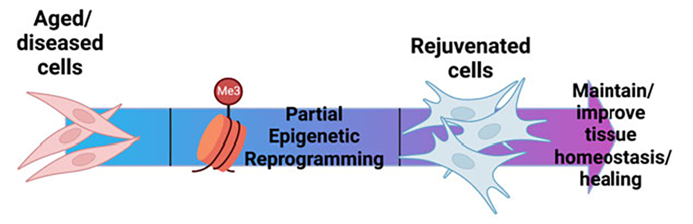 Partial Reprogramming: Aged/diseased cells leading to partial epigenetic reprogramming, then rejuvenated cells, and finally maintain/improve tissue homeostasis/healing
