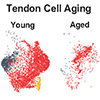 Tendon Cell Aging