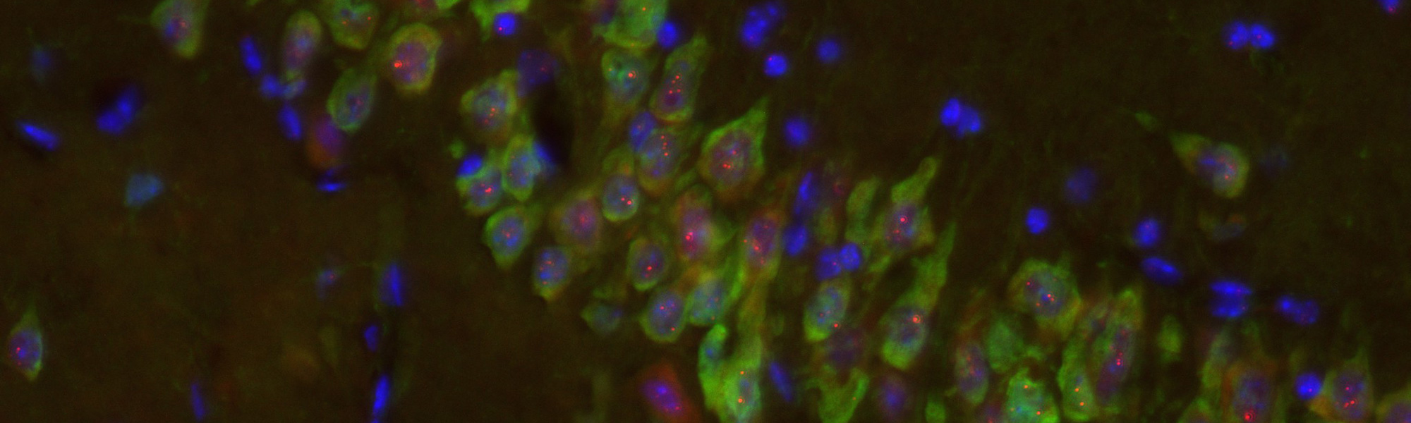 Close-up of a colorful cell, showcasing various hues and intricate details of its structure