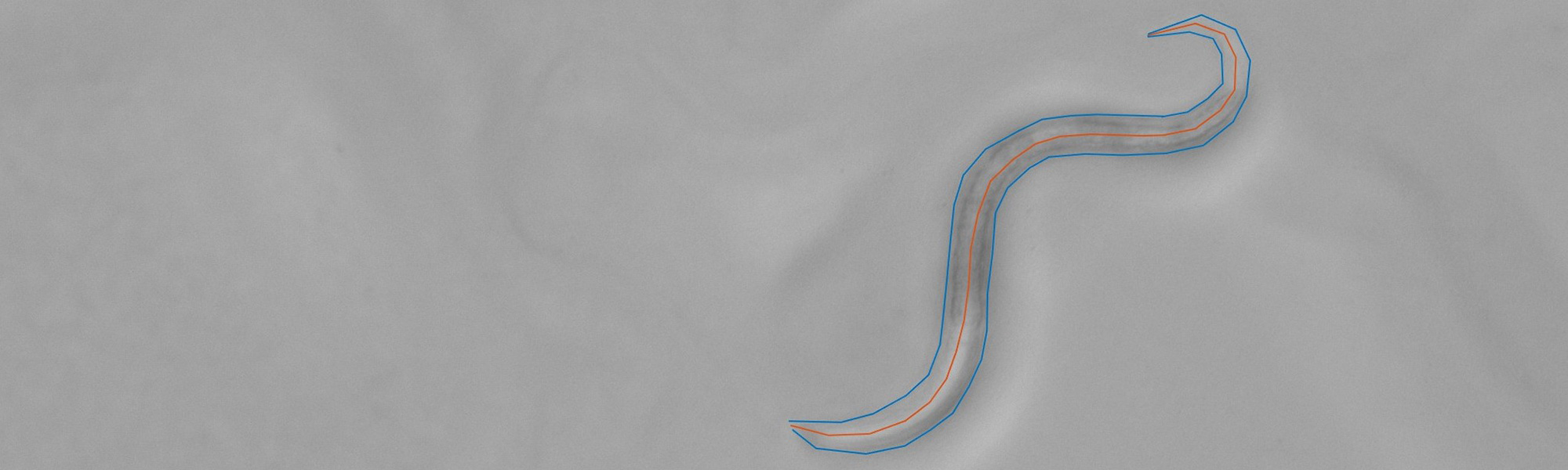Microscope image showing cells arranged in a curved wave pattern with red and blue lines on the edges