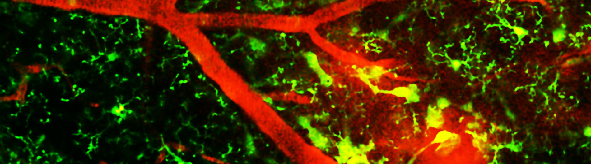 Image of florescent cell