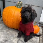 Photo of Jacky with pumpkin