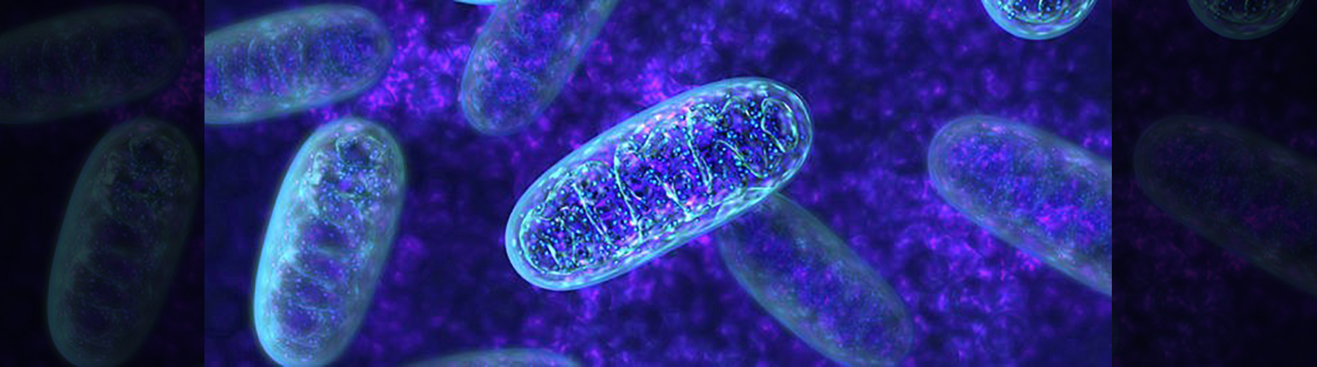 Microscopic Image of Mitochondria