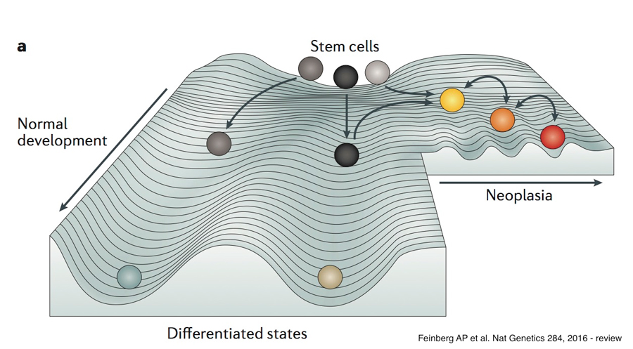 stem cells model