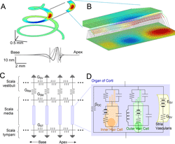 multi-scaled model of cochlear mechano-transduction