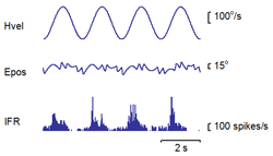 neuron signal plot