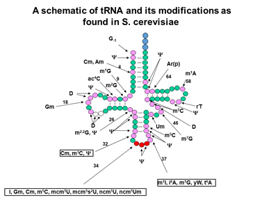 tRNA schematic