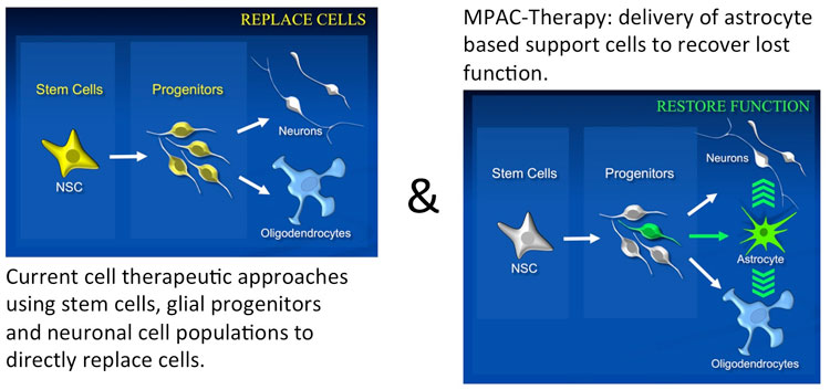 Diagram showing Replacement of Cells and Restoration of lost function