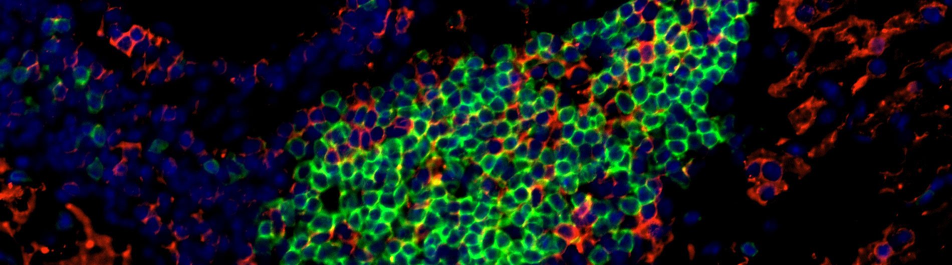 Rahman Research Photo 4