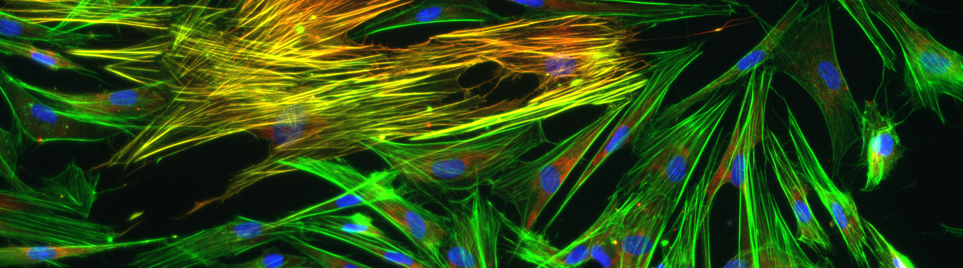 Rahman Research Photo 6