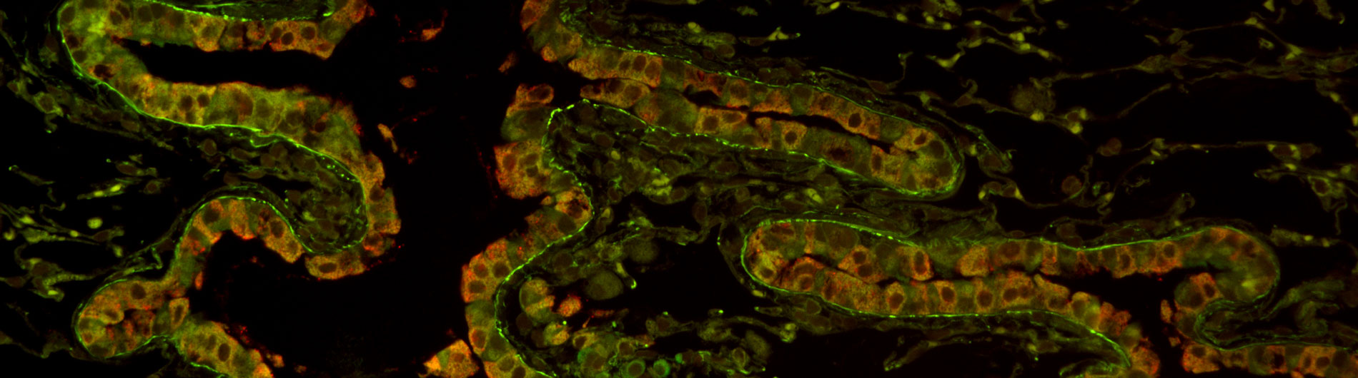 Rahman Research Photo 8