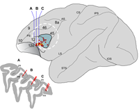 Location of Auditory Responsive Neurons - PFC