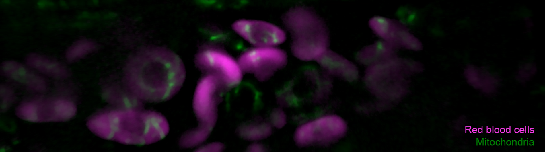 URMC & UR Research Laboratories University of Rochester Medical Center