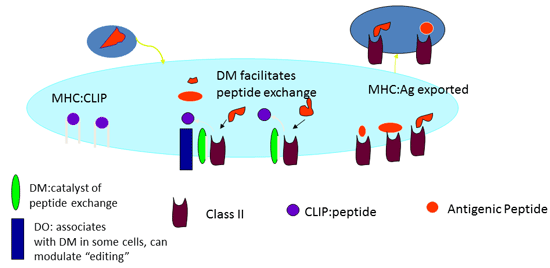MHC claass II representation