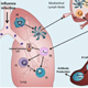 Illustration of T cell recruitment to the lung