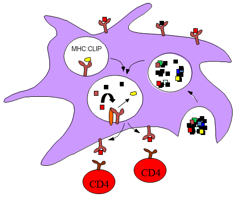 MHC representation