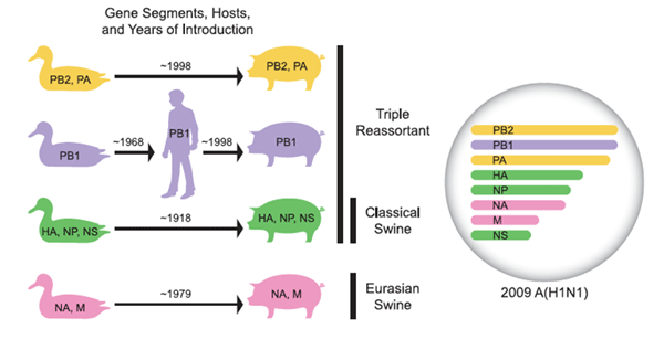 Genetic origin of pandemic strain of H1N1