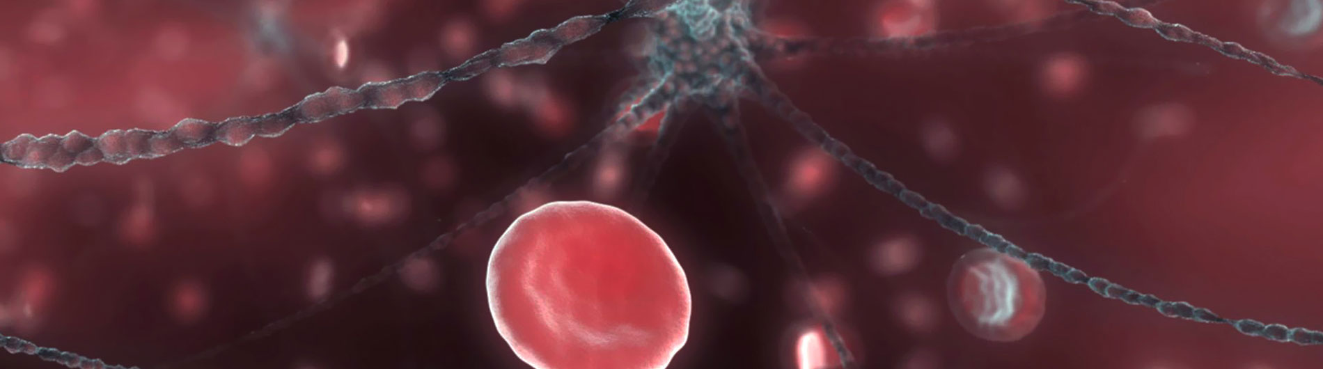 Neurons and Red Blood Cells Photo