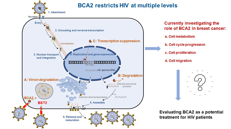 BCA2 diagram