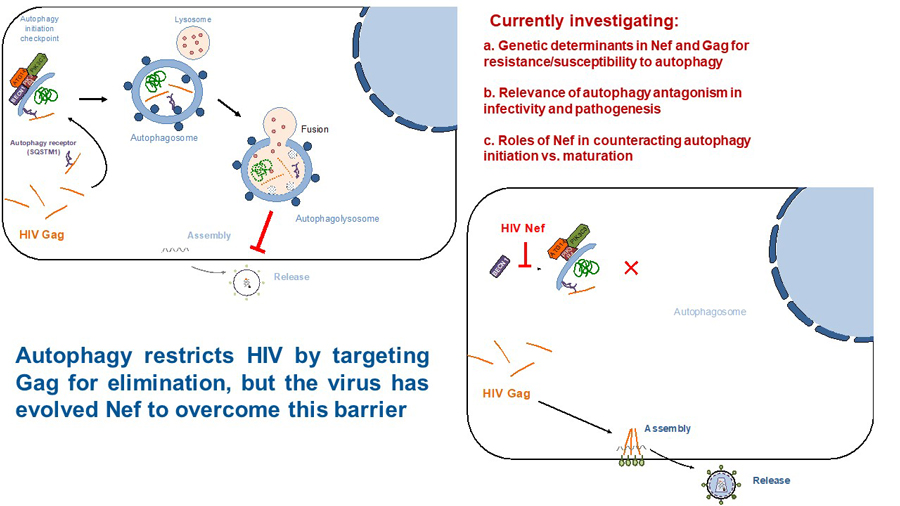 HIV diagram