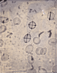 scribed cell