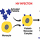 Brain Structural Functional Connectome