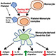 Deregulation Dendritic Cell Function