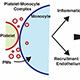 Platelet-Monocyte Interaction