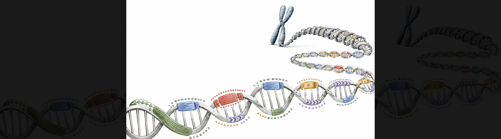 Illustration of a long DNA molecule spiraling into the page with a large X chromosome at the end