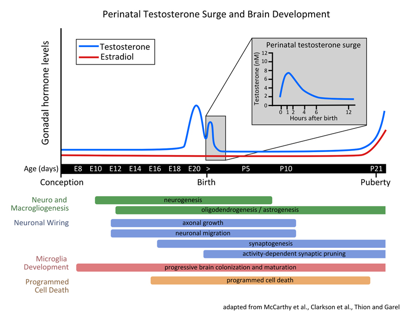 Perinatal-Testosterone-Surge-and-Brain-Development-figure