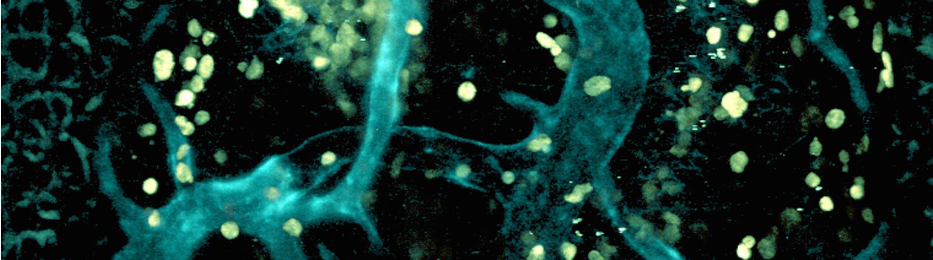 Topham banner1 image