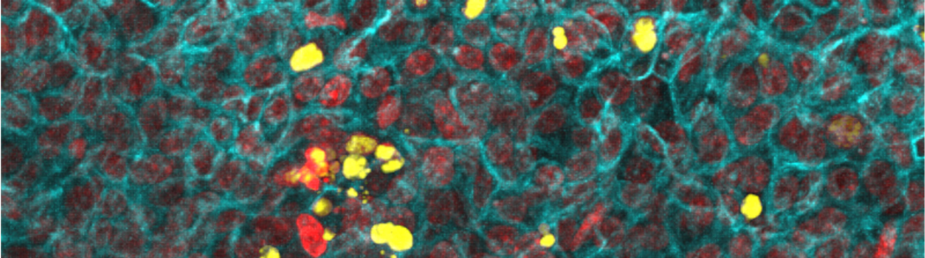 Topham banner2 image