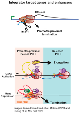 Wagner research gene expression regulation project