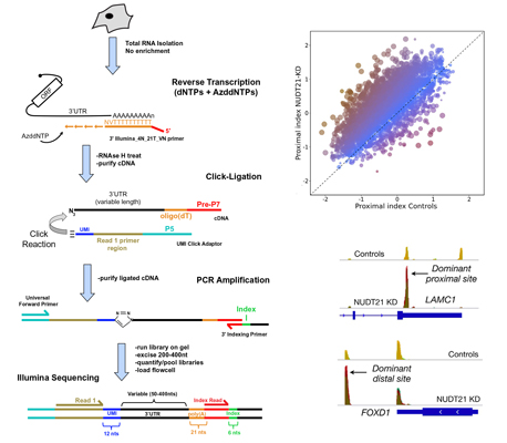Wagner lab research polyA-click-seq project