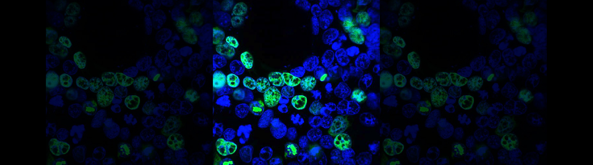 Wagner Lab Research 3