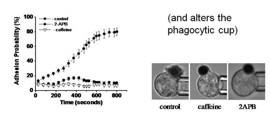 Graph of adhesion probablility