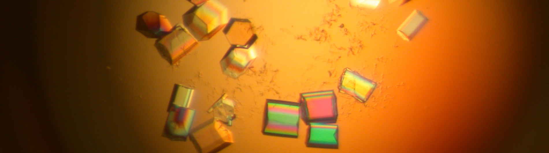 wedekind research image 1