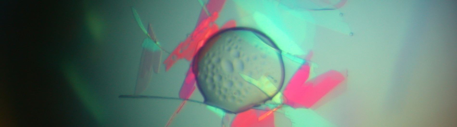 wedekind research image 3