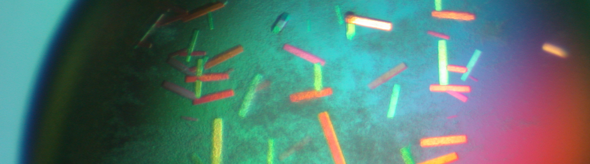 wedekind research image 6