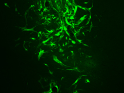 Rat glioma cells