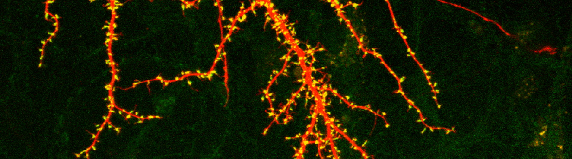 Xia Research image 2