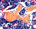 Example histology slide