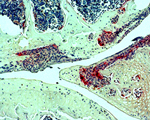 Example of stained histological section