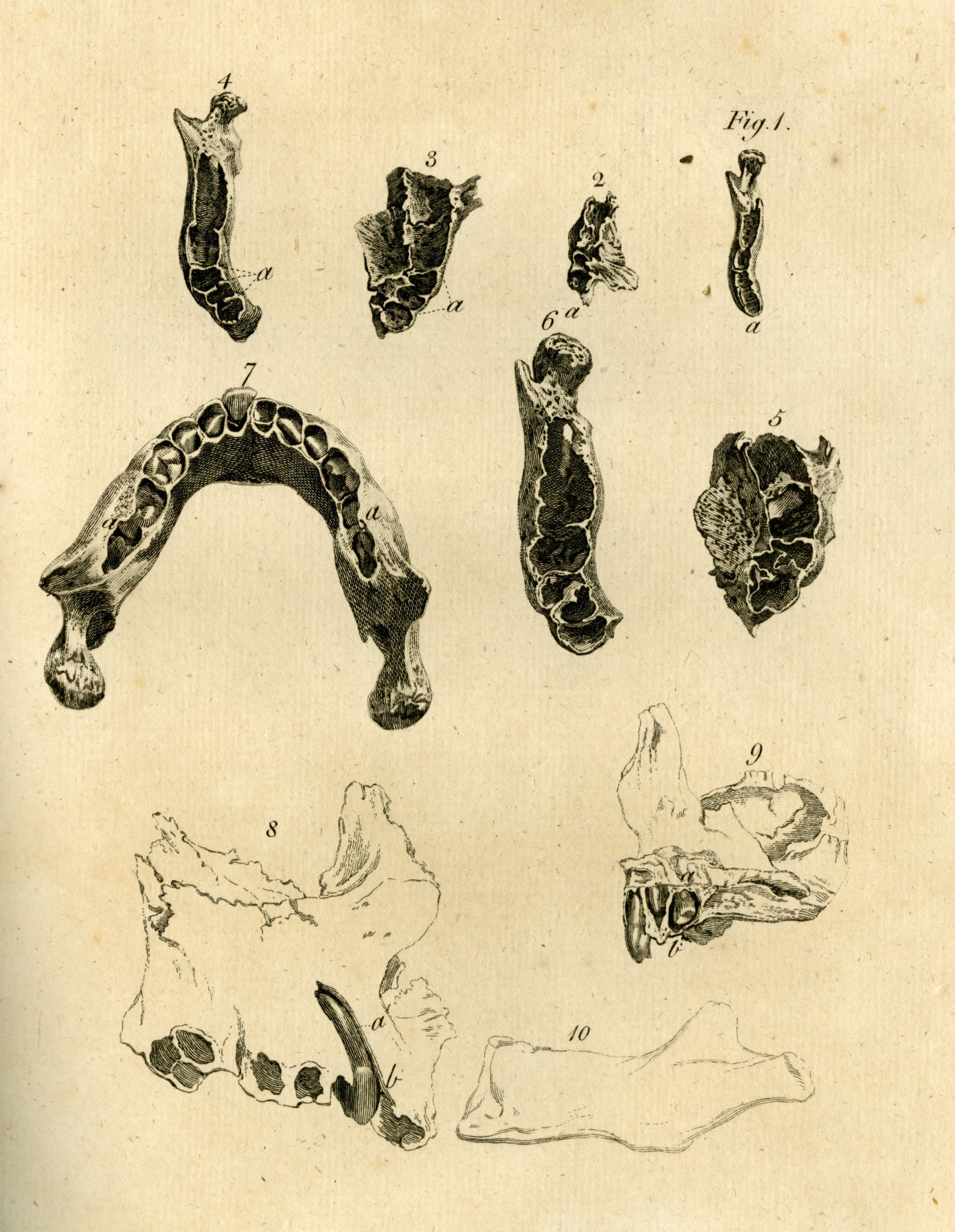 items within our bibby collection