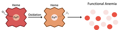 Figure 1. Pathophysiology of methemoglobin formation. Iron in heme groups is oxidized from ferrous (Fe2+) state to ferric (Fe3+) state, impairing its oxygen-binding capacity and resulting in a functional anemia