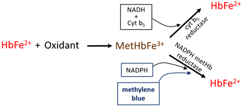 Figure 3. Methylene Blue (MB) Mechanism-of-Action MB serves as an electron carrier intermediate to allow NADPH metHb reductase, a normally inactive enzyme, to reduce MetHbFe3+.
