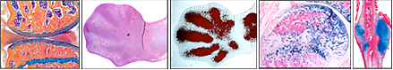 Composite of histology images