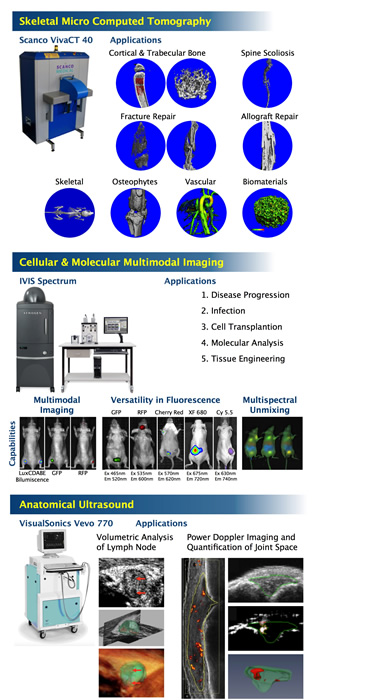 Skeletal Micro Computed Tomography